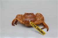 藏品(白紋方蟹)的圖片